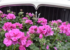 Here we see the Medio Amethyst.